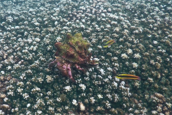 Crabs - Elegant Hermit Crab