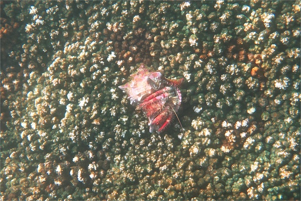 Crabs - Elegant Hermit Crab