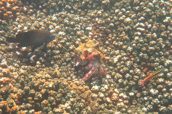 Crabs - Elegant Hermit Crab