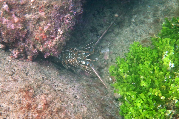 Spiny Lobsters - California Spiny Lobster