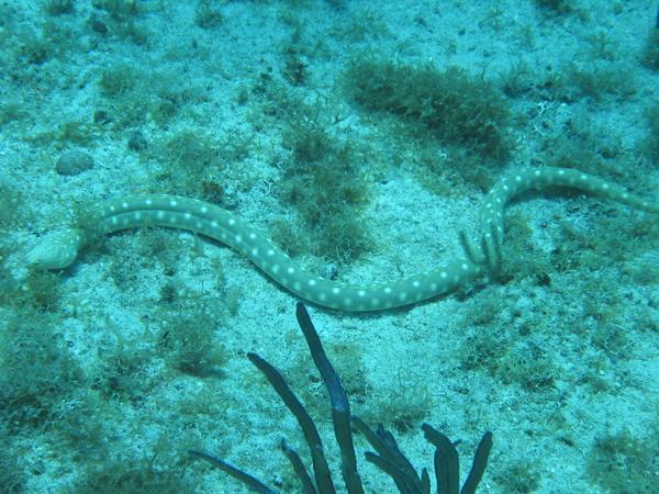 Moray - Sharptail Eel