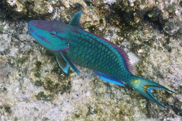 Parrotfish - Stoplight Parrotfish Parrotfish - Stoplight Parrotfish