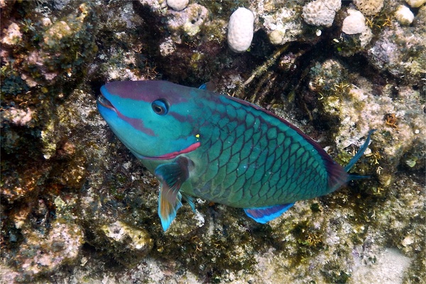 Parrotfish - Stoplight Parrotfish Parrotfish - Stoplight Parrotfish