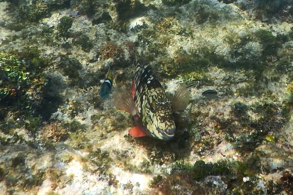 Parrotfish - Stoplight Parrotfish Parrotfish - Stoplight Parrotfish