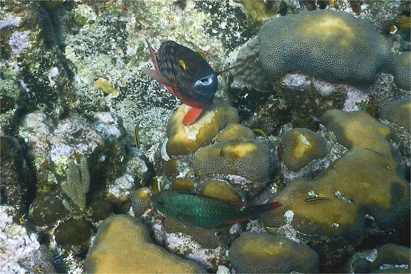 Parrotfish - Stoplight Parrotfish Parrotfish - Stoplight Parrotfish