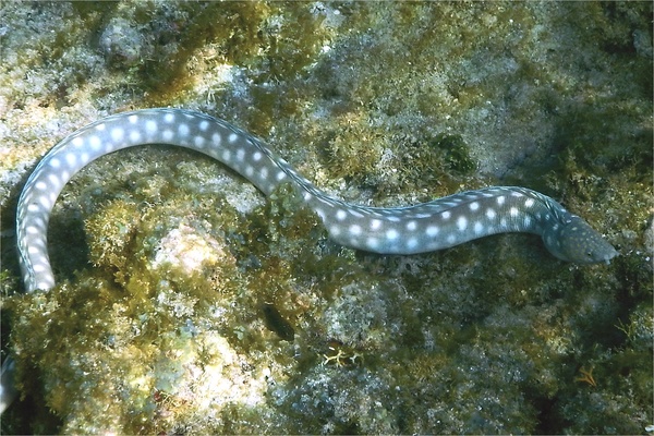 Moray - Sharptail Eel Moray - Sharptail Eel