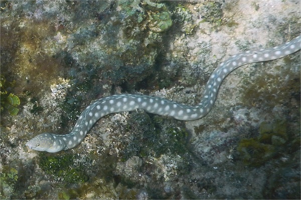 Moray - Sharptail Eel Moray - Sharptail Eel