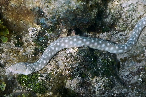 Moray - Sharptail Eel Moray - Sharptail Eel