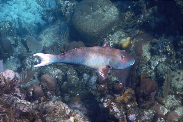 Parrotfish - Yellowtail Parrotfish