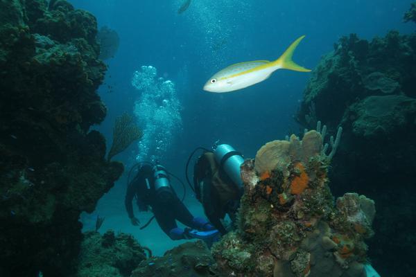 Snappers - Yellowtail Snapper