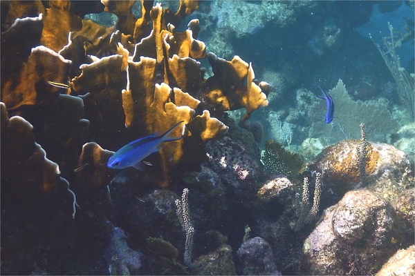 Damselfish - Blue Chromis