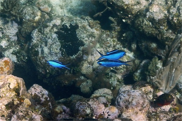 Damselfish - Blue Chromis