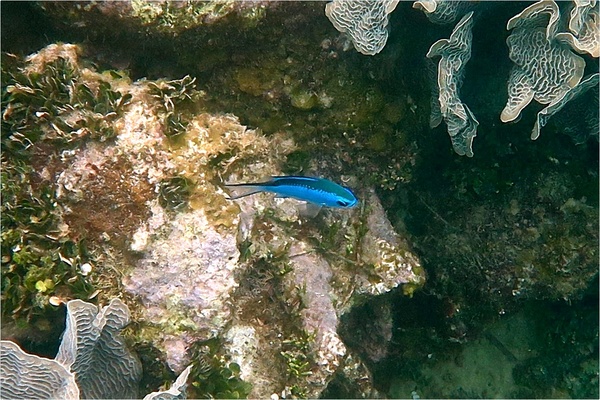 Damselfish - Blue Chromis