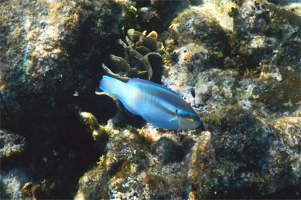 Parrotfish - Striped Parrotfish Parrotfish - Striped Parrotfish