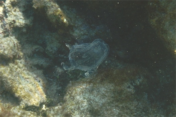 Jelly Fish - Sea Wasp Jelly Fish - Sea Wasp
