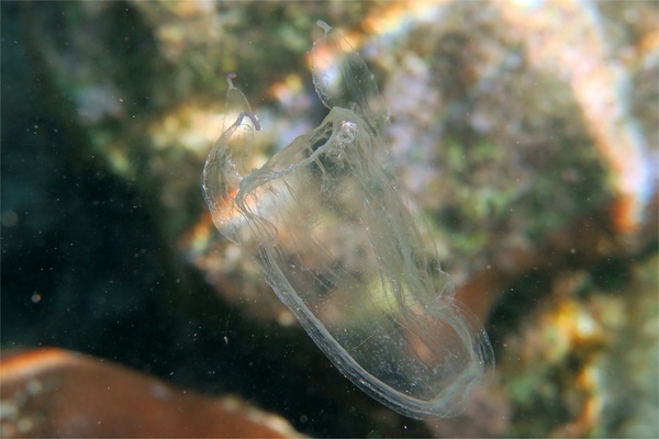 Jelly Fish - Sea Wasp Jelly Fish - Sea Wasp