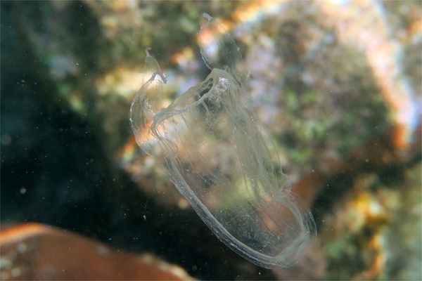 Jelly Fish - Sea Wasp