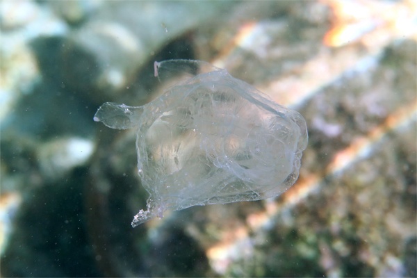 Jelly Fish - Sea Wasp Jelly Fish - Sea Wasp
