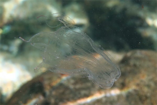 Jelly Fish - Sea Wasp Jelly Fish - Sea Wasp