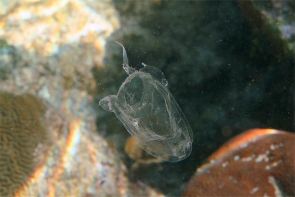 Jelly Fish - Sea Wasp Jelly Fish - Sea Wasp