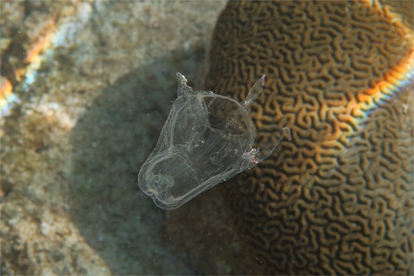 Jelly Fish - Sea Wasp Jelly Fish - Sea Wasp