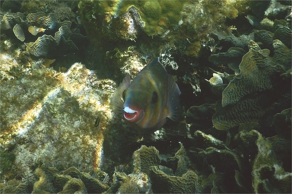 Parrotfish - Redband Parrotfish Parrotfish - Redband Parrotfish