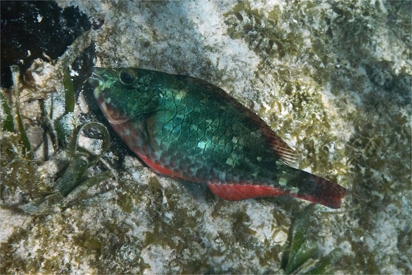 Parrotfish - Redband Parrotfish Parrotfish - Redband Parrotfish