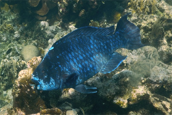 Parrotfish - Midnight parrotfish