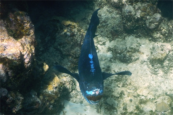 Parrotfish - Midnight parrotfish Parrotfish - Midnight parrotfish
