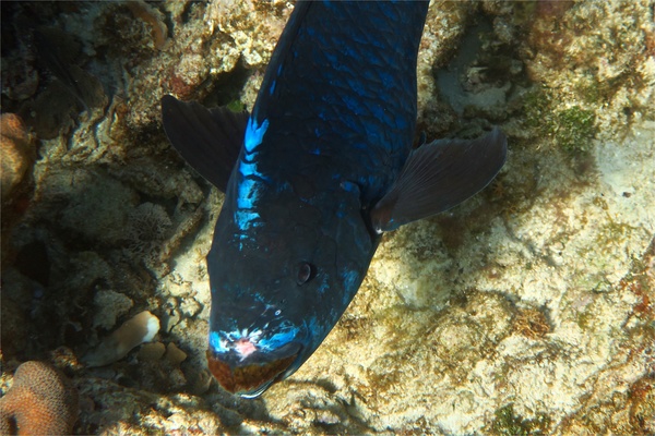 Parrotfish - Midnight parrotfish
