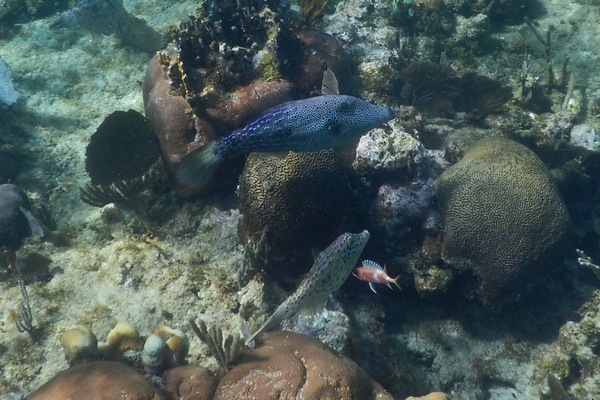 Filefish - Scrawled Filefish Filefish - Scrawled Filefish