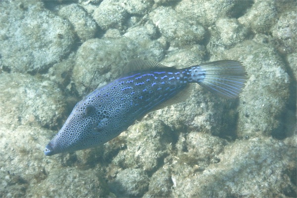 Filefish - Scrawled Filefish