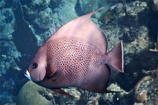 Angelfish - Gray Angelfish