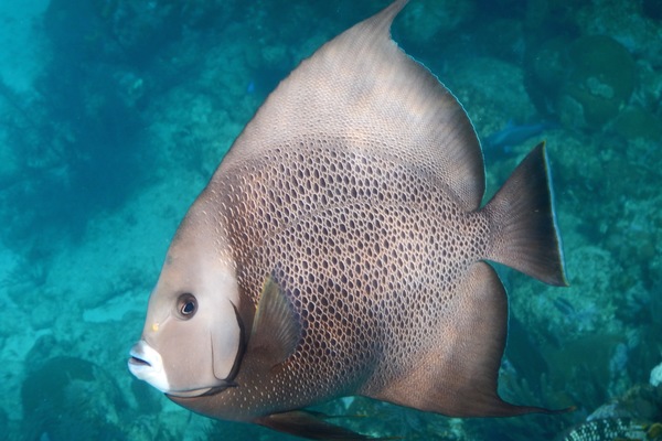 Angelfish - Gray Angelfish