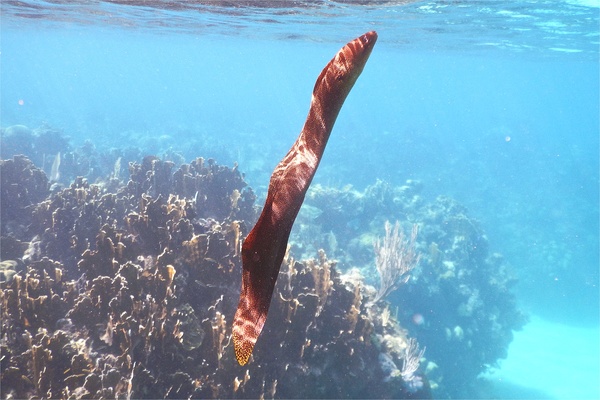 Moray - Goldentail Moray