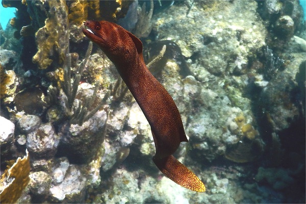 Moray - Goldentail Moray