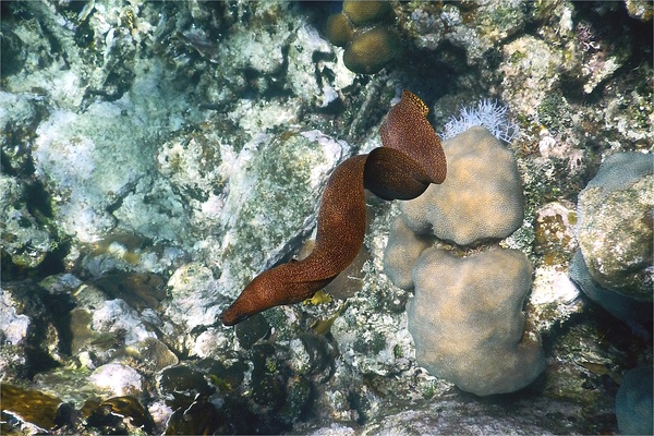 Moray - Goldentail Moray