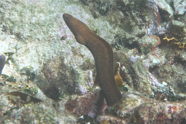 Moray - Goldentail Moray