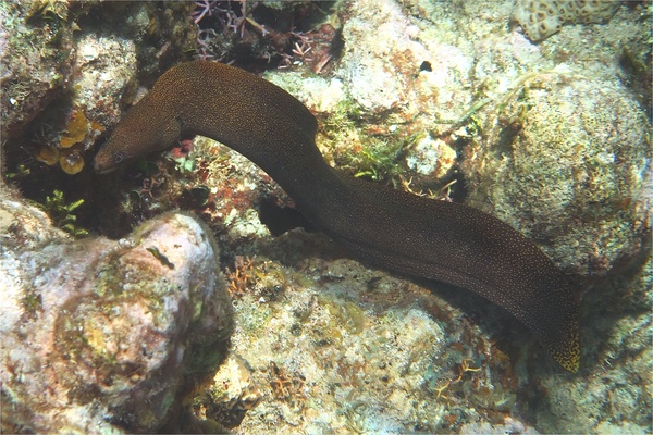 Moray - Goldentail Moray