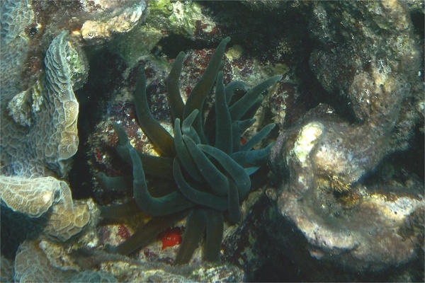 Anemones - Giant Sea Anemone