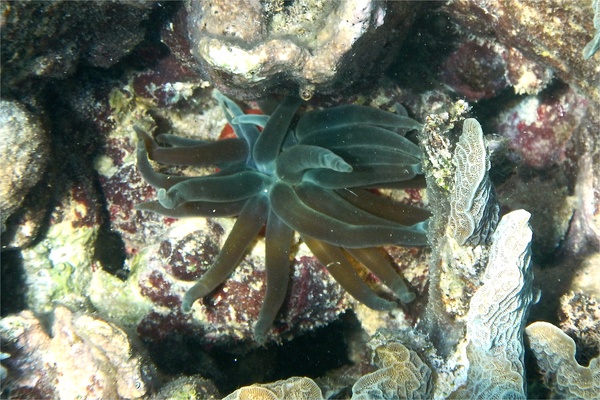 Anemones - Giant Sea Anemone