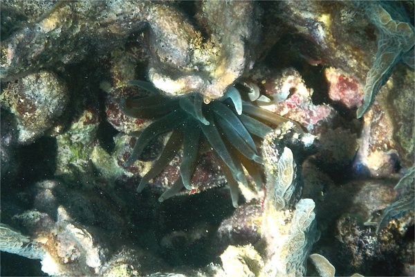 Anemones - Giant Sea Anemone