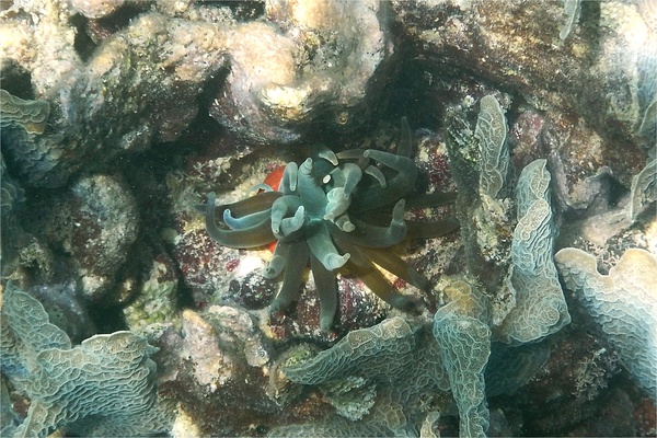 Anemones - Giant Sea Anemone