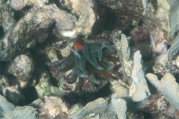 Anemones - Giant Sea Anemone