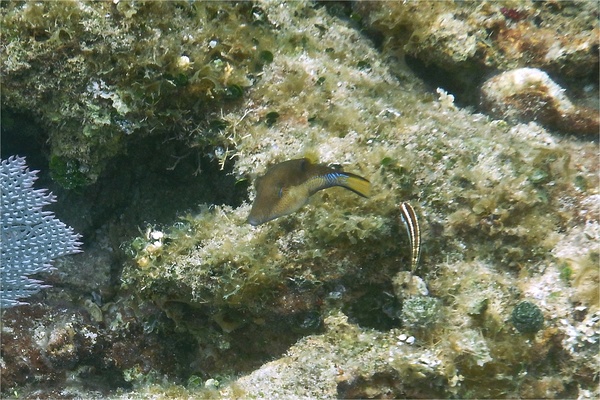 Pufferfish - Sharpnose Puffer Pufferfish - Sharpnose Puffer
