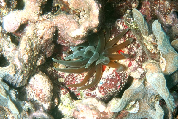 Anemones - Giant Sea Anemone