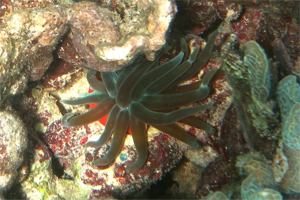 Anemones - Giant Sea Anemone