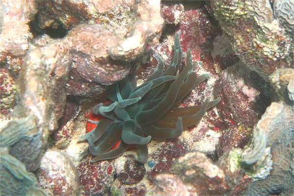 Anemones - Giant Sea Anemone