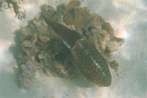 Squid - Caribbean Reef Squid Squid - Caribbean Reef Squid