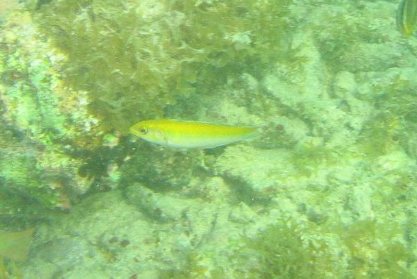 Wrasse - Rainbow Wrasse